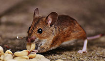 24 Hour & Emergency Exterminators in S Charleston, WV